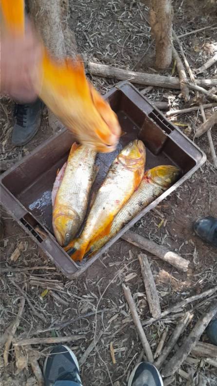 Detectaron un campamento clandestino de  pescadores en una zona de reserva del Paraná